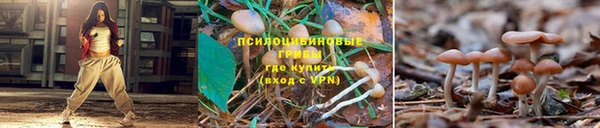 PSILOCYBIN Белокуриха