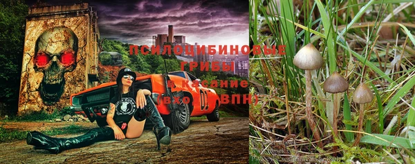 PSILOCYBIN Белокуриха